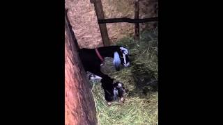 Nubian goat just gave birth