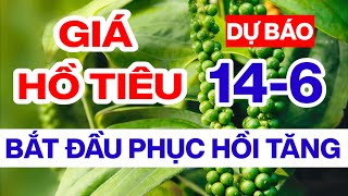 Giá tiêu hôm nay ngày 14/6/2024 thị trường bắt đầu lấy đà tăng tiếp