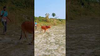 Cow jungle journey! #shorts #shortvideo #cow