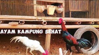 MENJAGA POLA PAKAN AYAM SUPAYA SEHAT DAN BESAR