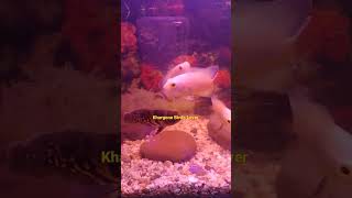 Amazing fish #youtubeshorts #trending #youtube #viralshorts #shorts