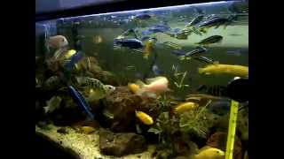 Aquarium Ikan Cichlid dan Ikan Tetra