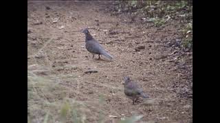 Bar-shouldered doves, Brampton Island, Australia