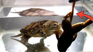 Amazing Five-legged frog !  Bullfrog eaten by snapping turtle