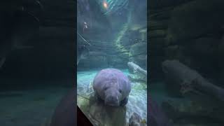 Manatees