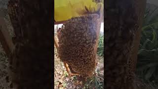 Live bee colony behaviour #livebeecolony #livebeebehaviour #bees @beesbiology