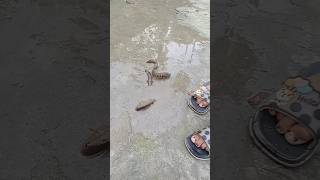 Amazing fishing video #video #funny #fishng #amazingfishing #comedy #fishl #bhojpuri #fishingtips