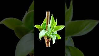 Leaves growing time lapse #plants #growing #timelapse #shorts #ytshorts