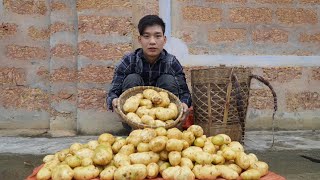 Harvesting Potatoes from the garden to sell at the market - The boy builds a life alone