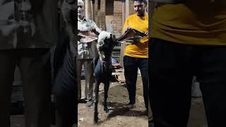 hyderabadi Garam Breeder.. #badshah #song #hyderabadibakre #goatfarm