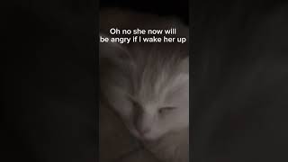 My cat almost Woke up