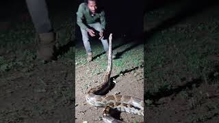 Indian rockpython standing pose #yearofyou #koraput #snakerescue #viral #snakebite #1millionviews