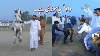 Amazing Horse dance in pakistan 2019 No.4