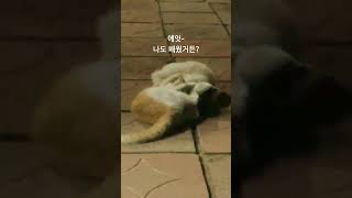 엄마에게 배운 무술비법.. 사용해보는 아기냥들~^^  #무술비법 #고양이 #엄마냥의 비법던수 #뒷발차기