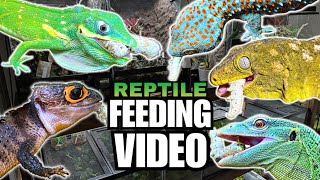 FEEDING MY PET REPTILES 38 SILKWORMS! LIZARDS, TURTLES, FROGS AND MORE! SILKWORM FEEDING VIDEO