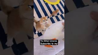 Angry cat don't allow to give his pillow #funny #cat #shorts