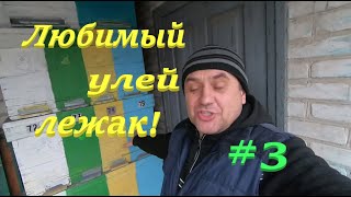 ✅ Улей лежак ЛЮБИМЫЙ УЛЕЙ пчеловодов! #пчеловодство1