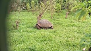 Giant Tortoise on the Galapagos Islands