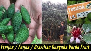 Freijoa Feijoa / Feijoas Freijoas Brazilian Guayaba Verde Fruit, Trees, Cultivation, Bogota Colombia