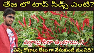 #మిరప విత్తనాలు #తేజ లో బెస్ట్ #సీడ్స్ ఎంటి? #వర్షాలు ఎలా ఉంటాయి?