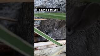 We rescued a mouse #animalrescue #mouse