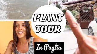 *NEW* PLANT TOUR PASSIONE // FICUS ELASTICA STRAORDINARIO 😱 // Elenatwinklehome