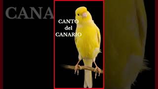 CANTO del CANARIO (Versión #Shorts) 🐤🎶🔊