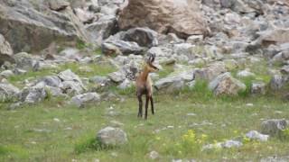 UN CHAMOIS AUDACIEUX