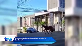 Atrapan a caballo que deambulaba en calles de San Salvador