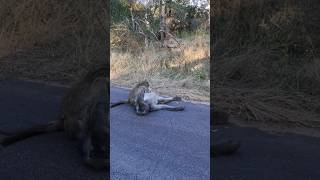 Baboons On Road #shorts