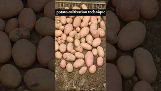 আলু চাষ পদ্ধতি ar2 agro | Potato cultivation technique #agriculture #gardening #potato