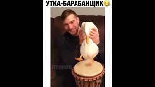 Утка барабанщик 🥁 #shorts #приколы