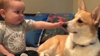 How the dog is kissing a baby