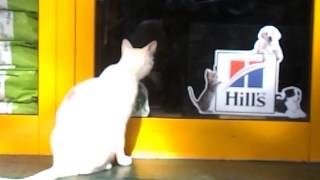 White cat waits for the opening