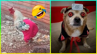 NO podrás parar de reír con estos videos de gatos y perros