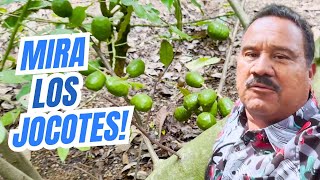 Mira este VIDEO si te gusta una finca llena de frutas increíbles | Jocotes y el Cafe! | Guatemala