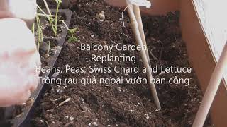 🆕Balcony Garden Replant 🥬🌿Crops/Trồng rau đậu ngoài ban công