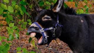 Black Donkey Alon And Happy