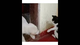 cat vs dog fighting #shorts #trending