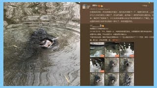 趵突泉為風水在園內養海豹？工作人員回應：傳言不實