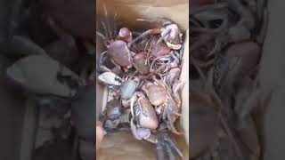 wild crab from sibugay namimiss ko na to #crab #sibugay  #shorts