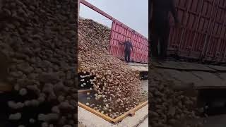 Train loading and unloading potatoes #automobile #automachine #machine #cncmotors #machinetools#wood