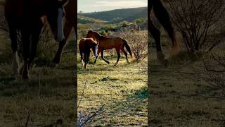 Run Free Wild Horses #wildanimal #horsevideo #majestichorses #wildhorses #mustangs