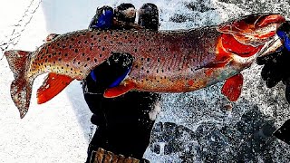 Ice Fishing and Jigging Basics For Monster Cut-Throats - Hard Water Trout - Green Cove on Alcova