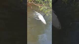 piranhas eating a crocodile 🐊