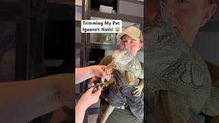 Trimming My Pet Iguana’s Nails! 😱💅🦎#shorts #iguana