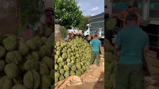 Sầu Riêng Bảo Lộc vẫn chốt ầm ầm nha AE #durian #durianfruit #fruitcutting #fruit