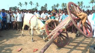 Bulls perfomance  At kaikalur | రాష్ట్ర స్థాయి ఎడ్ల -గిత్తల పోటీలు కైకలూరు