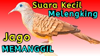 Perkutut lokal gacor suara kecil nantang ampuh untuk pancingan