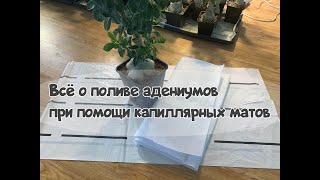 Всё о поливе адениумов с помощью капиллярных матов